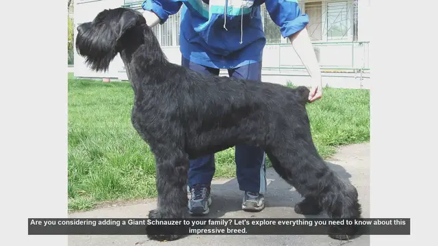 Video thumbnail for Giant Schnauzer: Everything You Need to Know