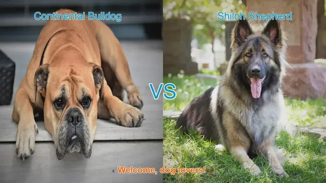 Video thumbnail for Comparing Continental Bulldog and Shiloh Shepherd: A Comprehensive Guide