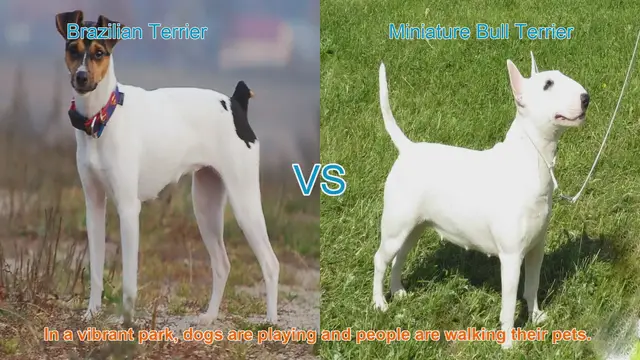 Video thumbnail for Brazilian Terrier vs. Miniature Bull Terrier: A Breed Comparison