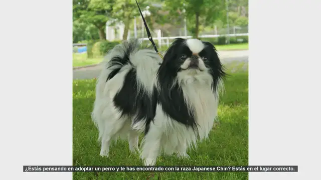 Video thumbnail for Todo sobre el Japanese Chin: ¿Es el perro perfecto para ti?