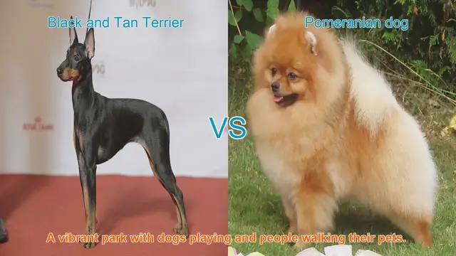 Video thumbnail for Black and Tan Terrier vs. Pomeranian: A Comparison of Beloved Dog Breeds