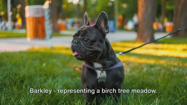 'Video thumbnail for Best Boy French Bulldog Names & Their Meanings'