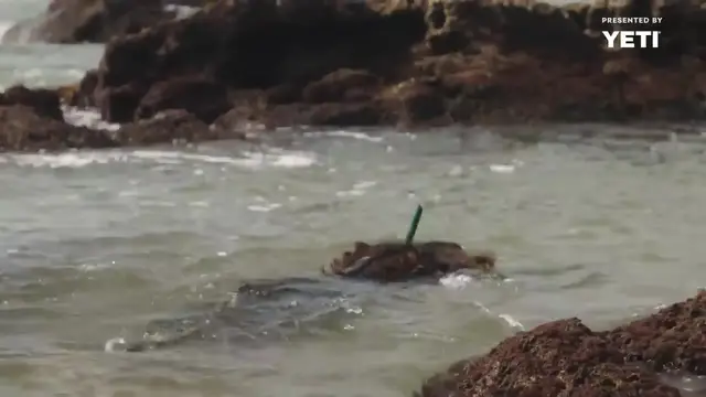 Video thumbnail for How Seaweed Made Its Way Into Fine Dining   Vendors(720P HD)