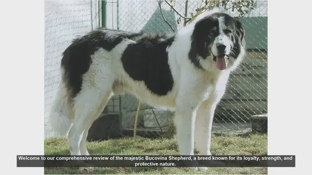 Video thumbnail for Bucovina Shepherd: The Ultimate Guardian and Family Companion