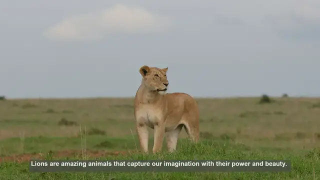 Video thumbnail for 10 Roar-some Lion Facts: From Pride Life to Powerful Roars