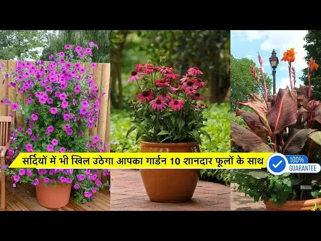 'Video thumbnail for सर्दियों में भी खिल उठेगा आपका गार्डन 10 शानदार फूलों के साथ'