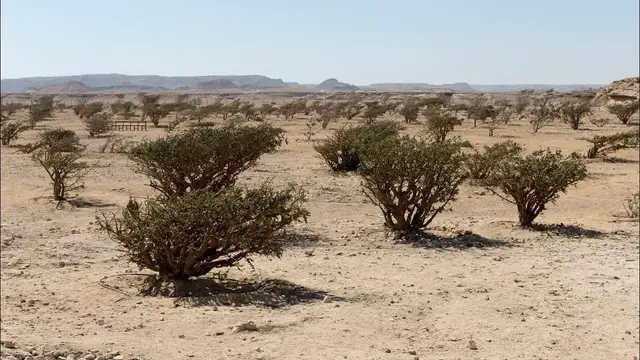 Video thumbnail for Weihrauchbäume im Wadi Dawkah | Oman