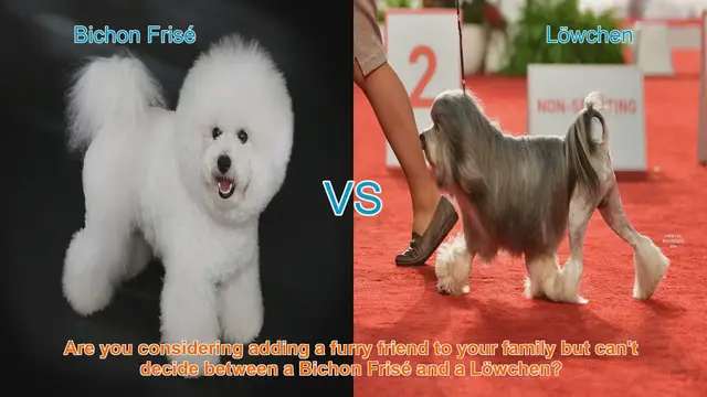 Video thumbnail for Bichon Frisé vs. Löwchen: A Detailed Comparison of Two Charming Dog Breeds