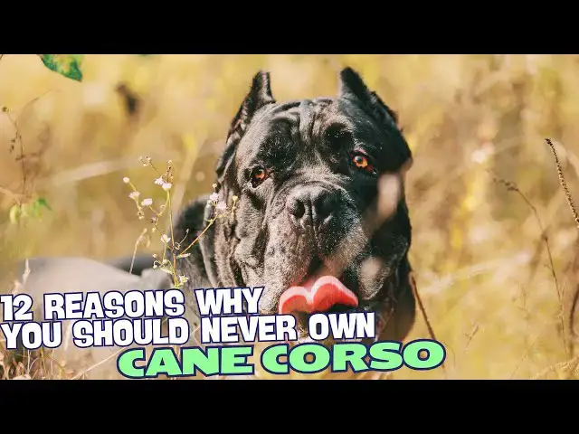 Video thumbnail for 12 Reasons Why You Should Never Own a Cane Corso🐾