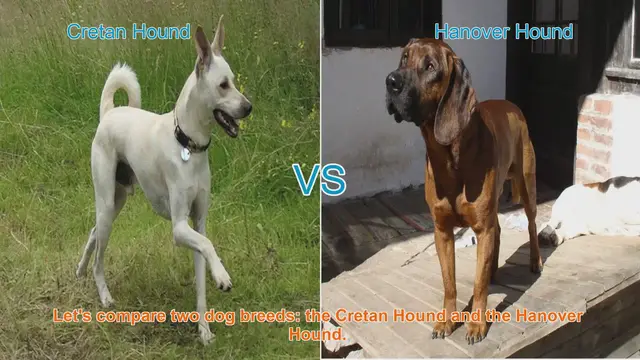 Video thumbnail for Comparing Cretan Hound and Hanover Hound: A Comprehensive Guide