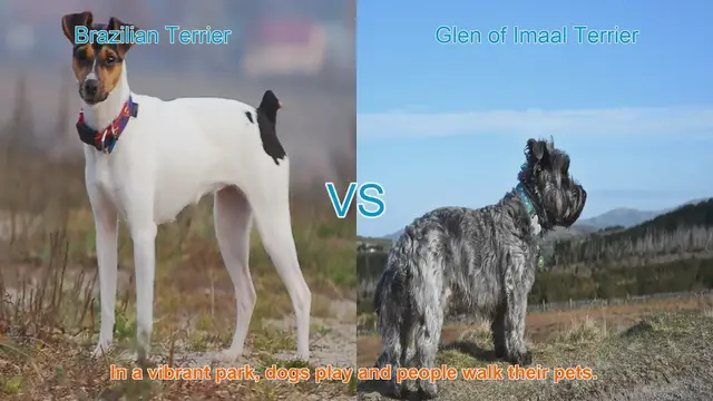 Video thumbnail for Brazilian Terrier vs. Glen of Imaal Terrier: A Comparison of Two Playful Breeds