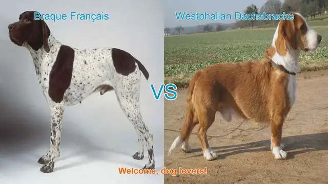 Video thumbnail for Braque Français vs. Westphalian Dachsbracke: A Comparison of Two Unique Dog Breeds