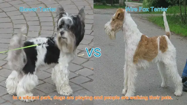 Video thumbnail for Biewer Terrier vs. Wire Fox Terrier: A Comparison of Two Playful Breeds