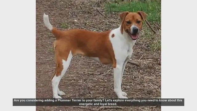 Video thumbnail for Plummer Terrier: The Ultimate Guide for Potential Owners