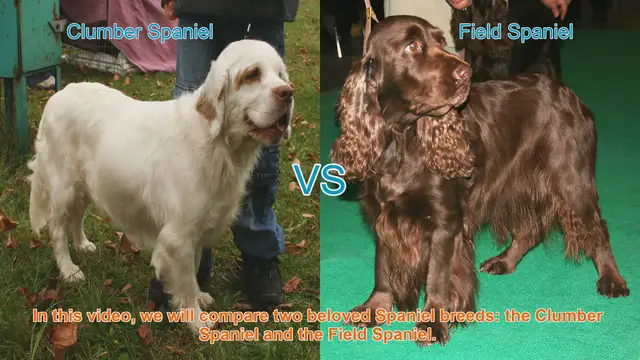 Video thumbnail for Clumber Spaniel vs. Field Spaniel: A Comparison of Beloved Breeds