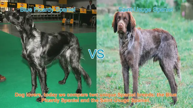Video thumbnail for Comparing Blue Picardy Spaniel and Saint-Usuge Spaniel: A Guide for Dog Lovers