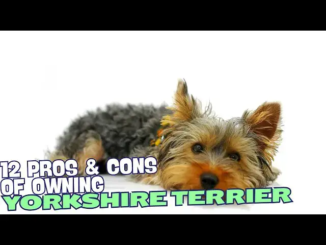 Video thumbnail for 12 Pros & Cons of Owning a Yorkshire Terrier🐾