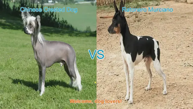Video thumbnail for Chinese Crested Dog vs. Ratonero Murciano: A Breed Comparison