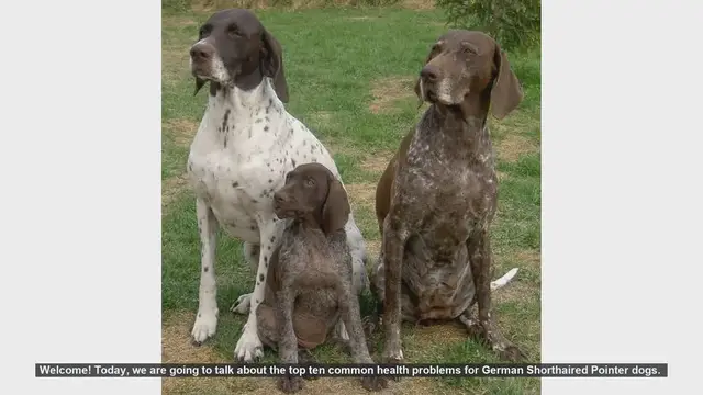 Video thumbnail for Top 10 Common Health Problems in German Shorthaired Pointers