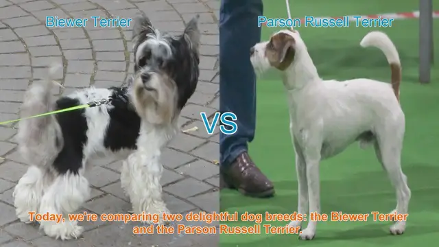 Video thumbnail for Biewer Terrier vs. Parson Russell Terrier: A Comprehensive Comparison