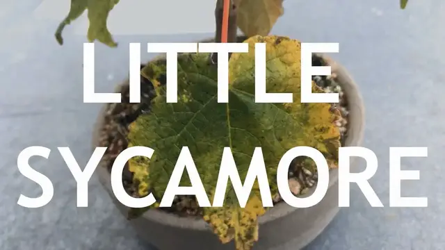 Video thumbnail for The Little Sycamore Seedling That Wants To Be A Bonsai