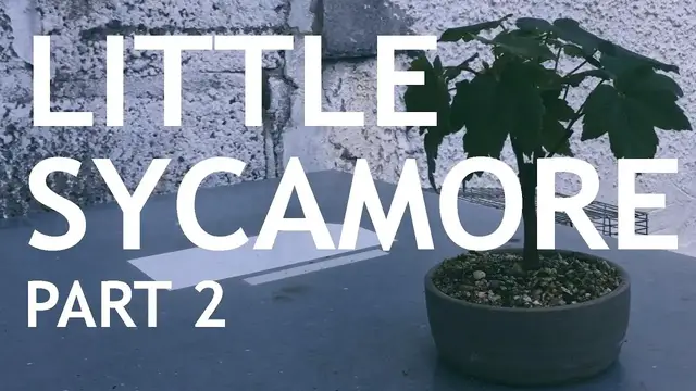 Video thumbnail for The Little Sycamore Seedling Part 2