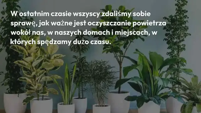 Video thumbnail for 11 roślin, które poprawiają i oczyszczają powietrze w naszym domu