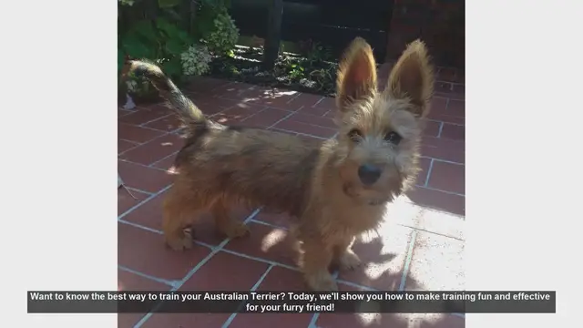 Video thumbnail for Effective Training Tips for Your Australian Terrier