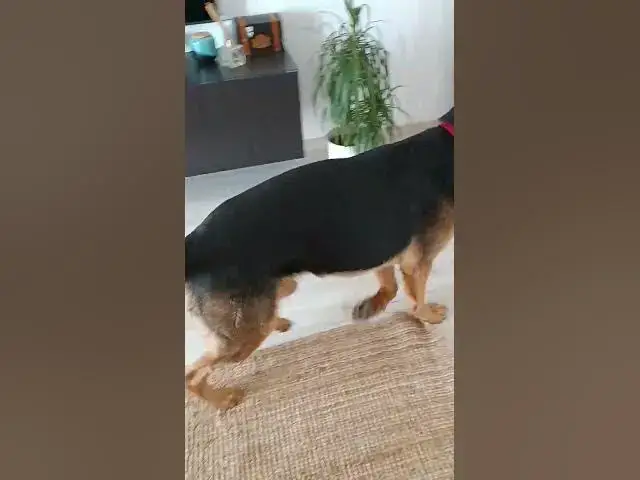 Video thumbnail for like this way start our day😅🥰🐶🤩😍