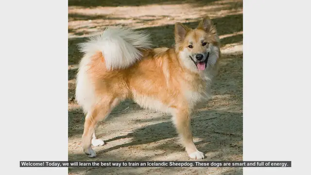 Video thumbnail for How to Train Your Icelandic Sheepdog: Tips and Techniques