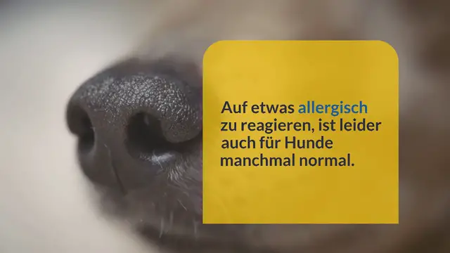 Video thumbnail for Allergietest beim Hund: Alle Kosten und Preise erklärt