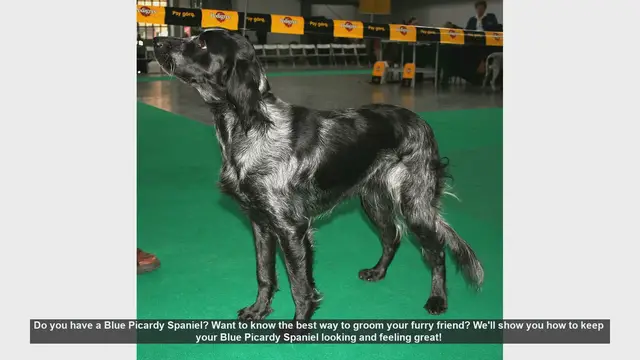 Video thumbnail for Ultimate Grooming Guide for Your Blue Picardy Spaniel