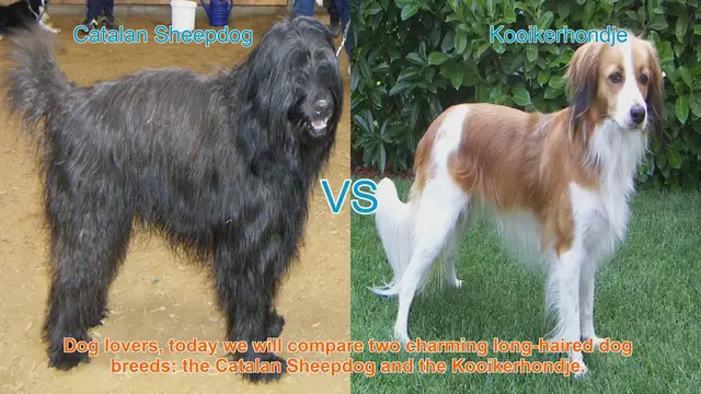 Video thumbnail for Catalan Sheepdog vs. Kooikerhondje: A Comparison of Long-Haired Dog Breeds