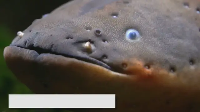 Video thumbnail for Pleco Fish Care Guide: Tips for a Thriving Pleco Tank