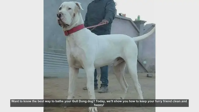 Video thumbnail for How to Bathe Your Gull Dong Dog: Step-by-Step Guide