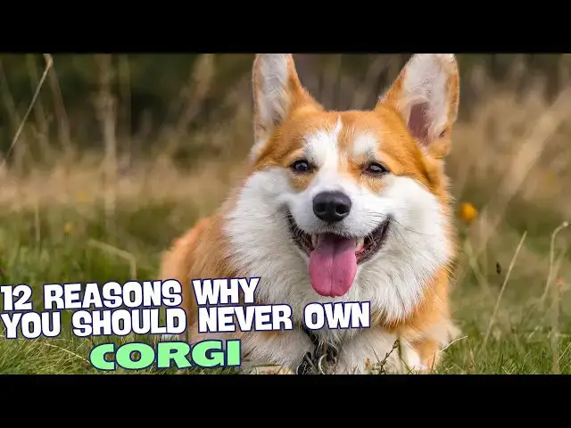 Video thumbnail for 12 Reasons Why You Should Never Own a Corgi! 🚫