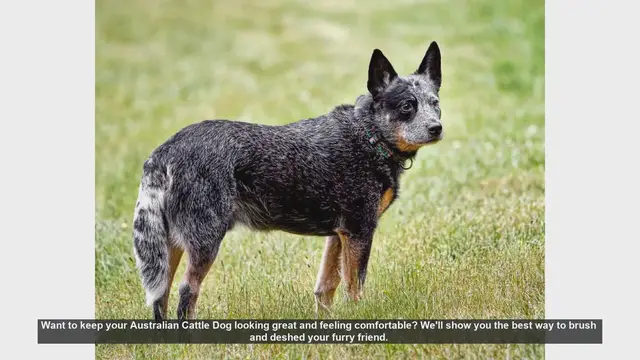 Video thumbnail for How to Brush and Deshed Your Australian Cattle Dog