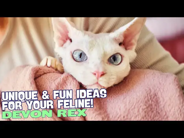 Video thumbnail for 10 Best Names for Devon Rex Cats 🐾👑
