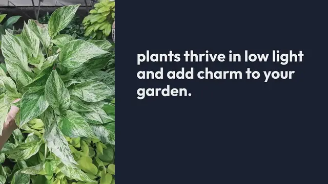 Video thumbnail for Best Outdoor Plants for Shaded Areas