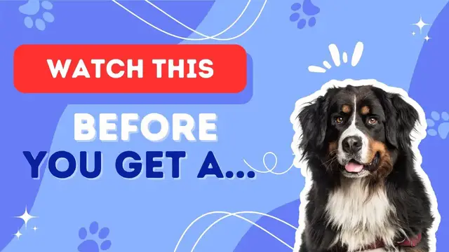 'Video thumbnail for 10 Things to know before you adopt a Bernese Mountain Dog'