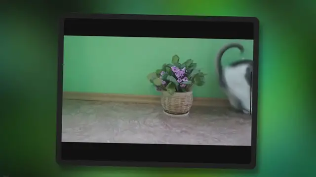 'Video thumbnail for Can Cats Eat Mosquitoes? Everything You Need to Know'