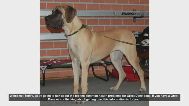 Video thumbnail for Top 10 Common Health Problems in Great Danes