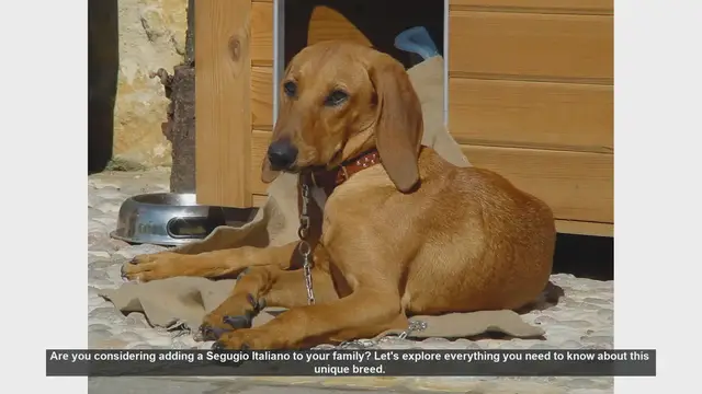 Video thumbnail for Segugio Italiano: The Ultimate Guide to This Loyal and Energetic Breed