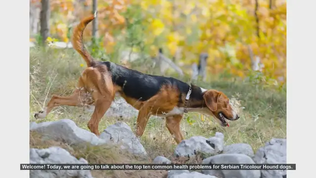 Video thumbnail for Top 10 Health Issues in Serbian Tricolour Hound Dogs