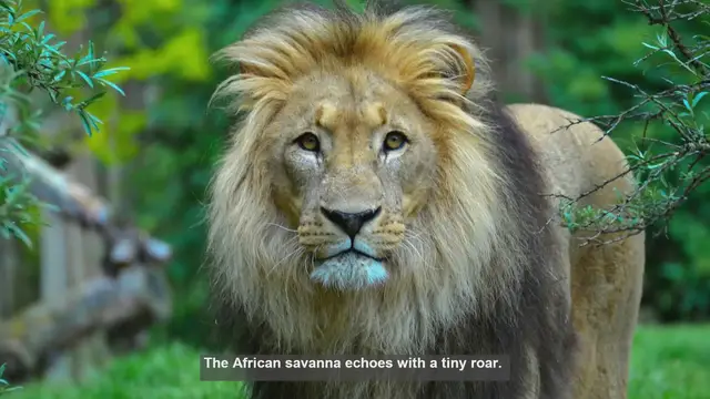 Video thumbnail for 10 Remarkable Lion Cubs Featured by National Geographic