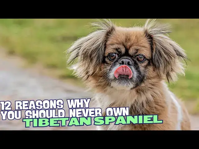 Video thumbnail for 12 Reasons Why You Should Never Own a Tibetan Spaniel 🐶