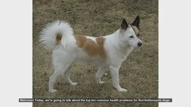 Video thumbnail for Top 10 Common Health Problems in Norrbottenspets Dogs