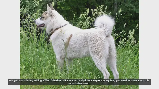 Video thumbnail for West Siberian Laika: The Ultimate Guide for Potential Owners