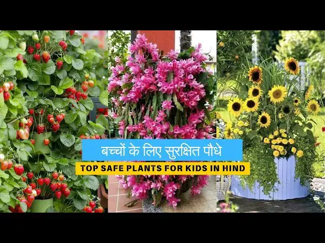 'Video thumbnail for बच्चों के लिए सुरक्षित पौधे Top Safe Plants For Kids in Hindi'