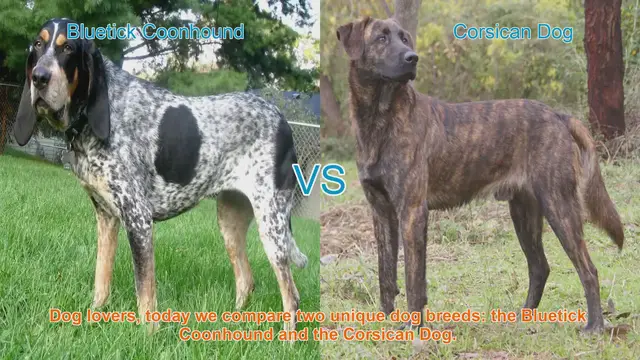 Video thumbnail for Comparing Bluetick Coonhound and Corsican Dog: A Guide for Dog Lovers